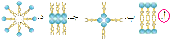 الترتيب الصحيح لليبيدات المفسفرة في الغشاء البلازمي الترتيب الصحيح لليبيدات المفسفرة في الغشاء البلازمي